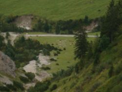 2013-09-08_6Falkenh-Steinfalk (319a).JPG